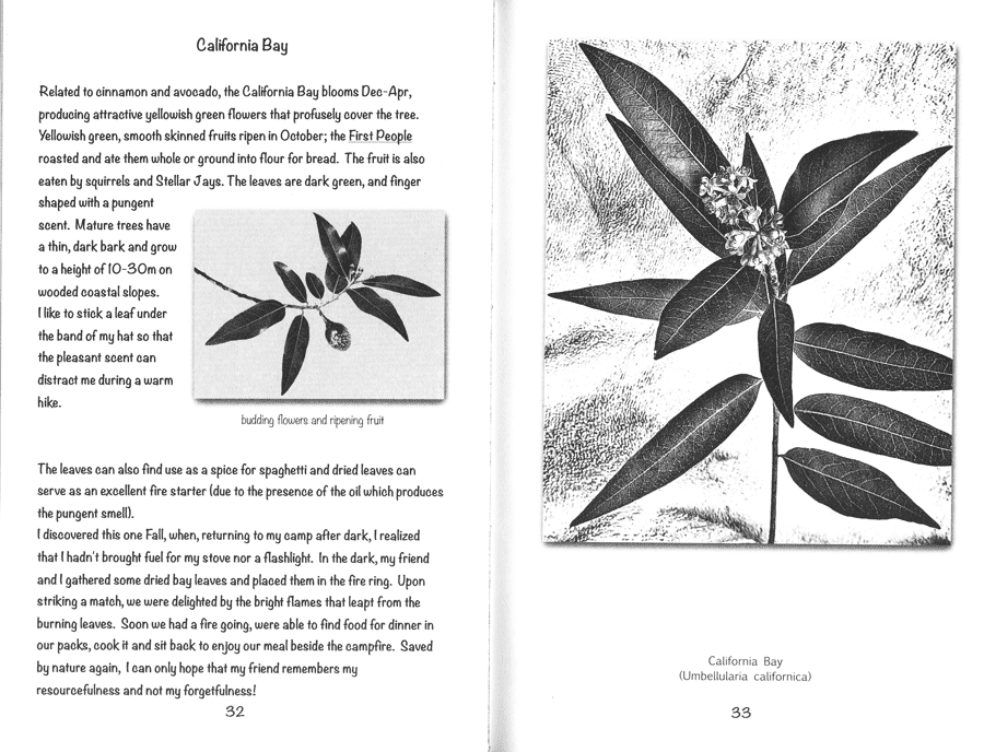 In the Company of Redwoods; An Interactive Guide to Learning 50 Redwood Community Plants through Hand Tinting by Text and Photography by David Casterson inside image