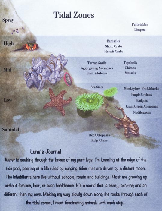 Take Me to the Tide Pools: An Interactive Guide for Learning about Tide Pool Animals by Text and Photography by David Casterson<br>Illustrations by Anoosh Moutafian inside image