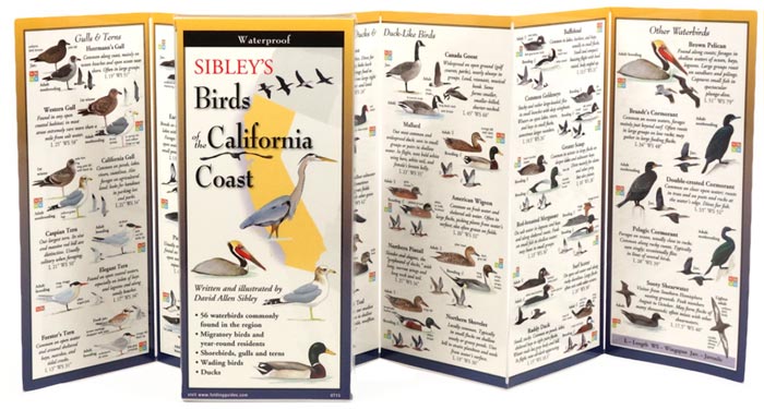 Sibley’s Birds of the California Coast by Written & Illustrated by David Allen Sibley inside image