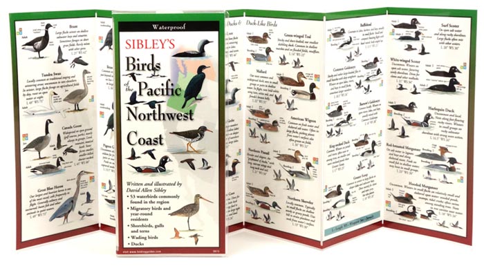 Sibley’s Birds of the Pacific Northwest Coast by Written & Illustrated by David Allen Sibley inside image