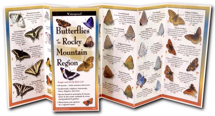 Common Butterflies of the Rocky Mountain Region by Text & Images by Rick Cech inside image