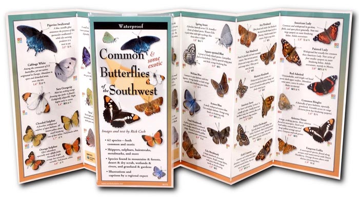 Common Butterflies of the Southwest by Text & Images by Rick Cech inside image