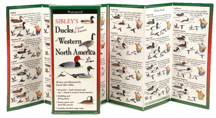 Sibley’s Ducks, Geese, & Swans of Western North America by Written & Illustrated by David Allen Sibley inside image