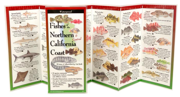 Fishes of Northern & Central California Coast by Written & Illustrated by Val Kells inside image