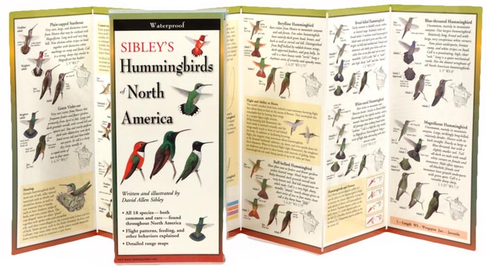 Sibley’s Hummingbirds of North America by Written & Illustrated by David Allen Sibley inside image