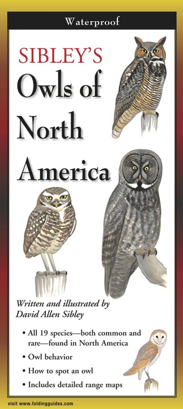 Sibley’s Owls of North America by Written & Illustrated by David Allen Sibley