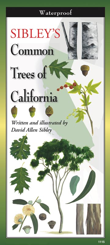 Sibley’s Common Trees of California by Written & Illustrated by David Allen Sibley