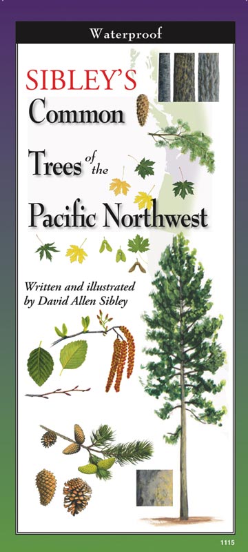 Sibley’s Common Trees of the Pacific Northwest by Written & Illustrated by David Allen Sibley