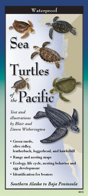 Sea Turtles of the Pacific Coast by Written & Illustrated by Blair & Dawn Witherington