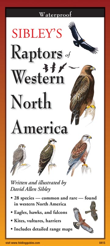 Sibley’s Raptors of Western North America by Written & Illustrated by David Allen Sibley