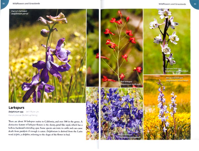 California Plants: A Guide to Our Iconic Flora by Matt Ritter inside image