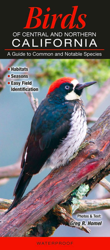 Birds of Central & Northern Cailfornia; A Guide to Common and Notable Species by Photos & Text by Greg R. Homel